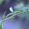 雨粒　２１