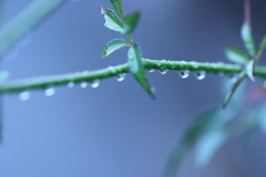 雨が好きな理由③