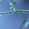 雨が好きな理由③