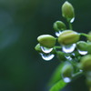 雨粒　２３