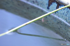 虫シリーズ＊①