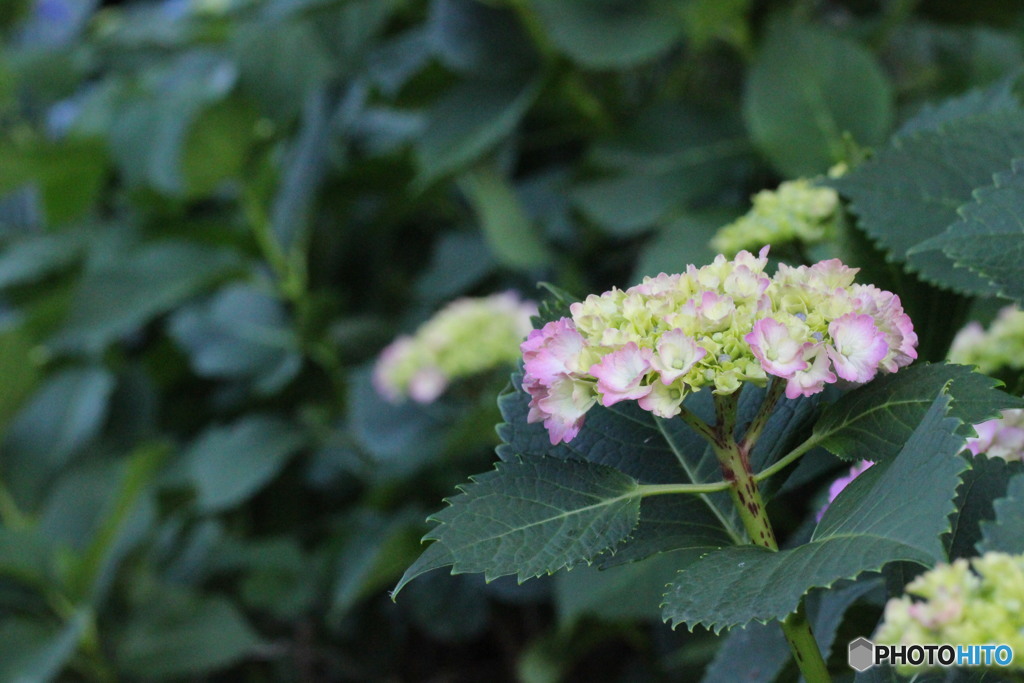 紫陽花の季節・・・②