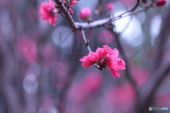 今日の花桃♪　②　