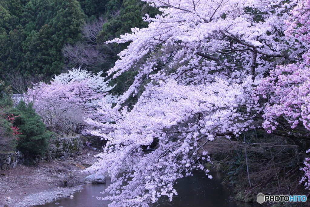 ここにしか咲かない花　⑦