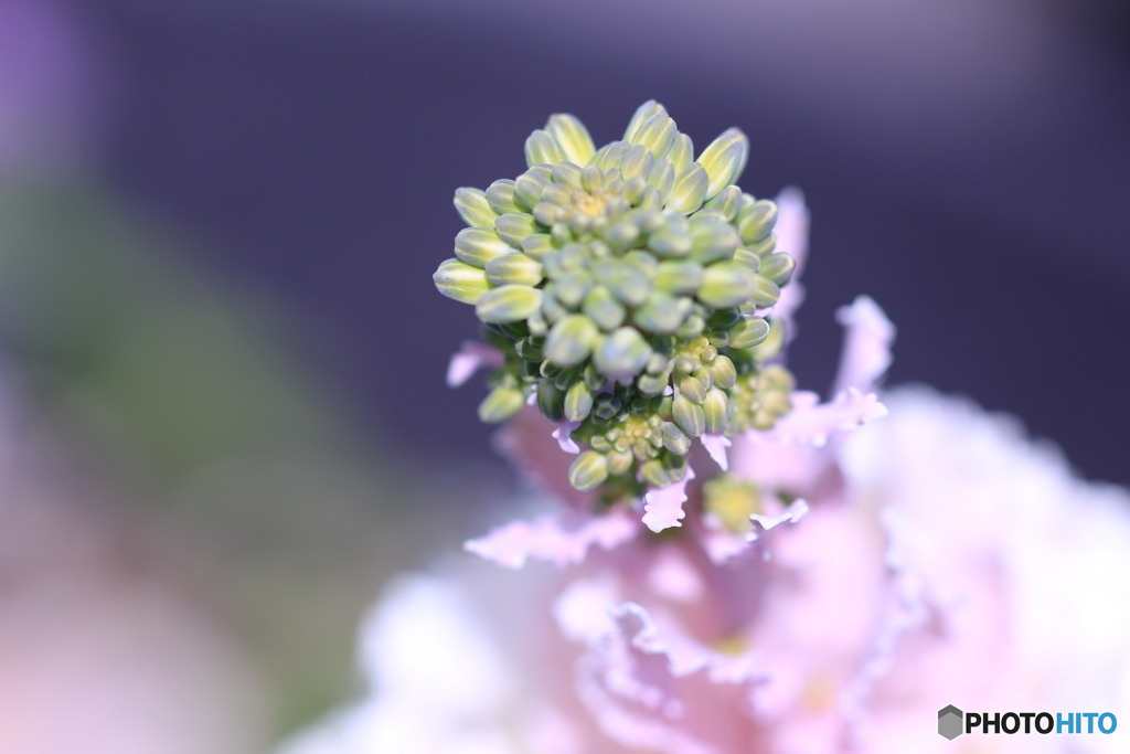 葉牡丹の花蕾