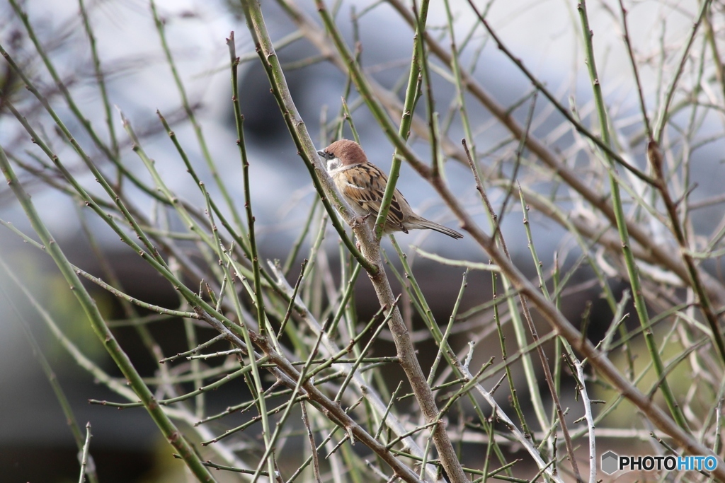 今日の鳥☆②