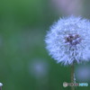 タンポポ畑のように①