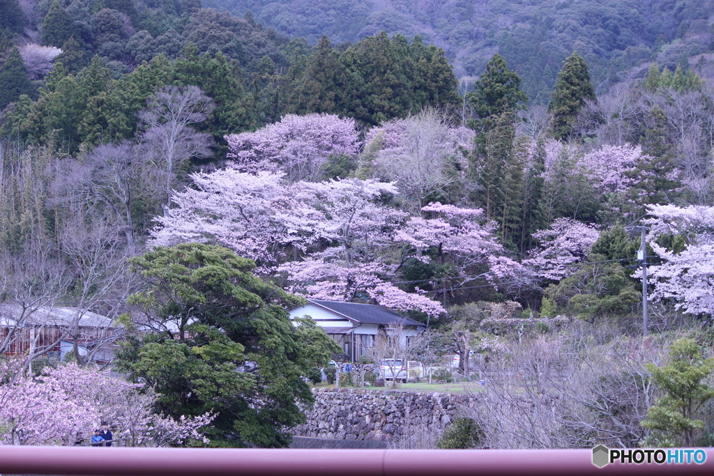 ここにしか咲かない花　①