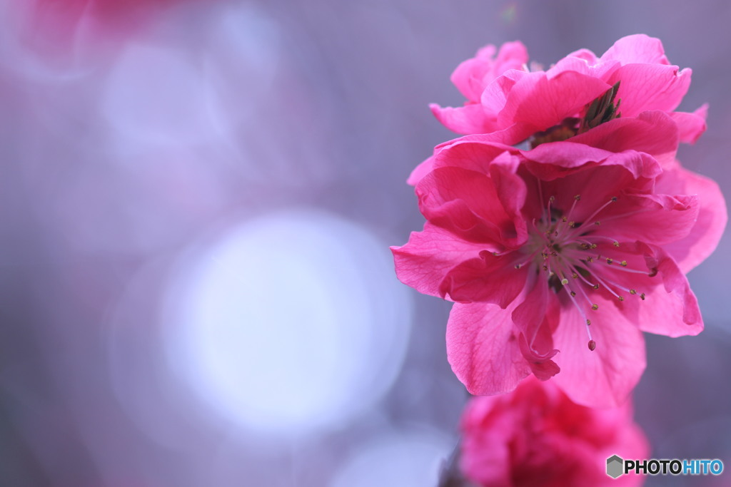 今日の花桃♪　④