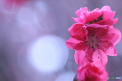 今日の花桃♪　④