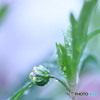 雨粒⑦