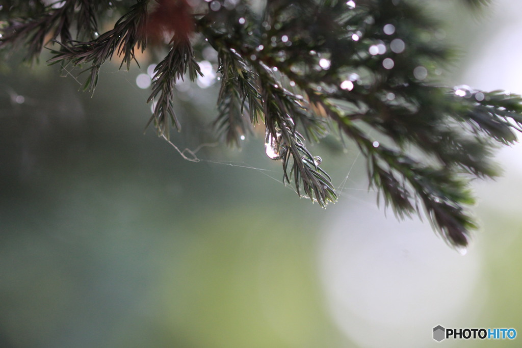 雨粒⑳
