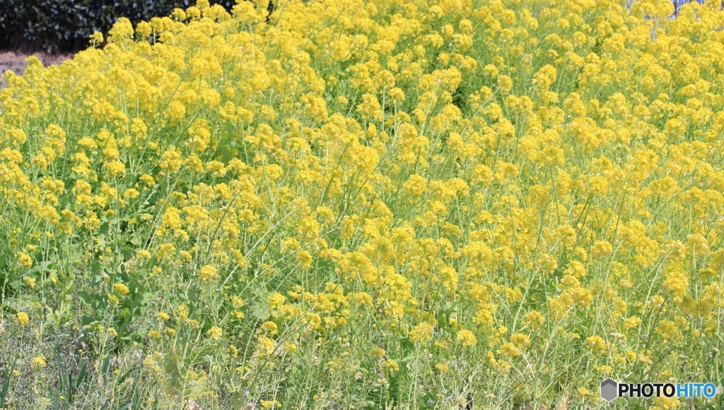 菜の花♪③