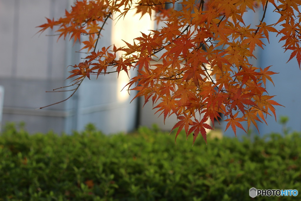 紅葉③