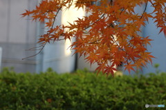 紅葉③