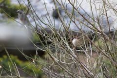 今日の鳥☆⑤