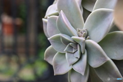 多肉植物LOVE♪　①