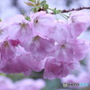 ここにしか咲かない花　④