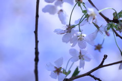 桜 2018 ⑤