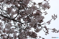 ご近所桜　③