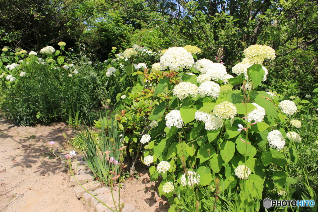 ベルファーム＊紫陽花②