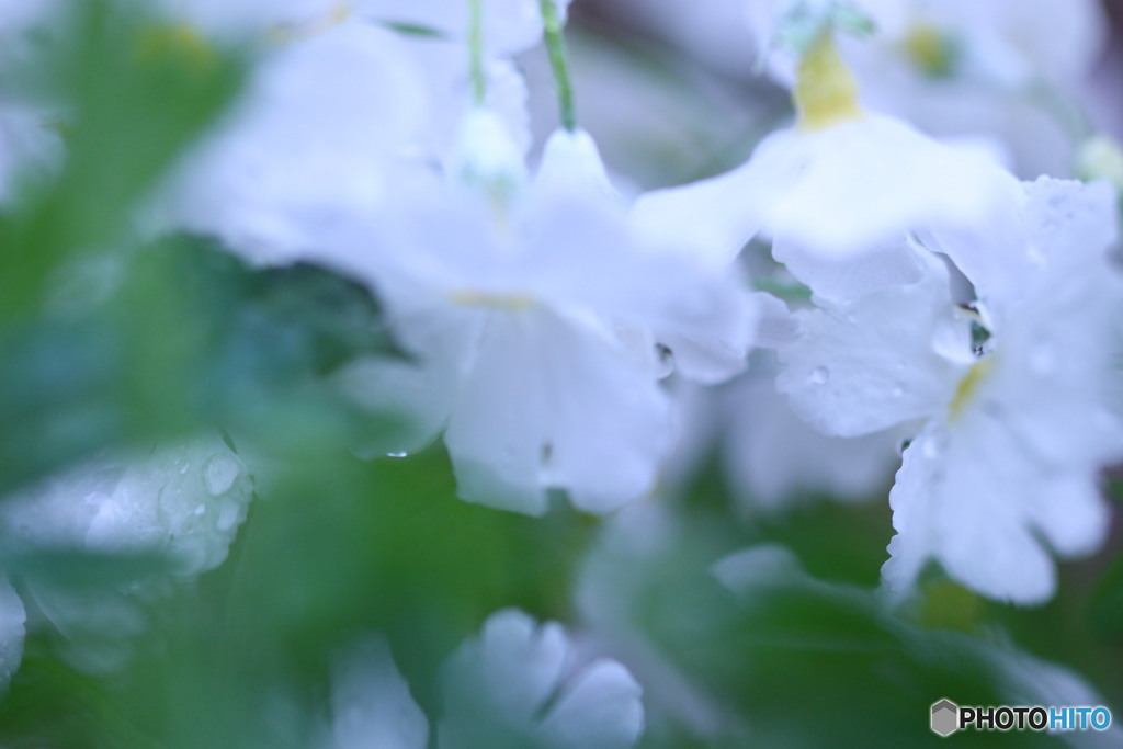 雨粒⑥