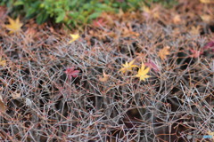 紅葉　落ち葉
