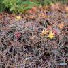 紅葉　落ち葉
