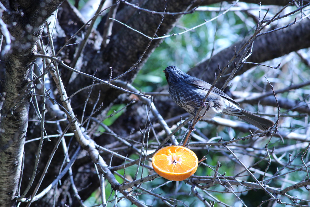 鳥さん　②