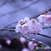 雨と桜・・・①