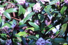 ピンクの沈丁花☆①