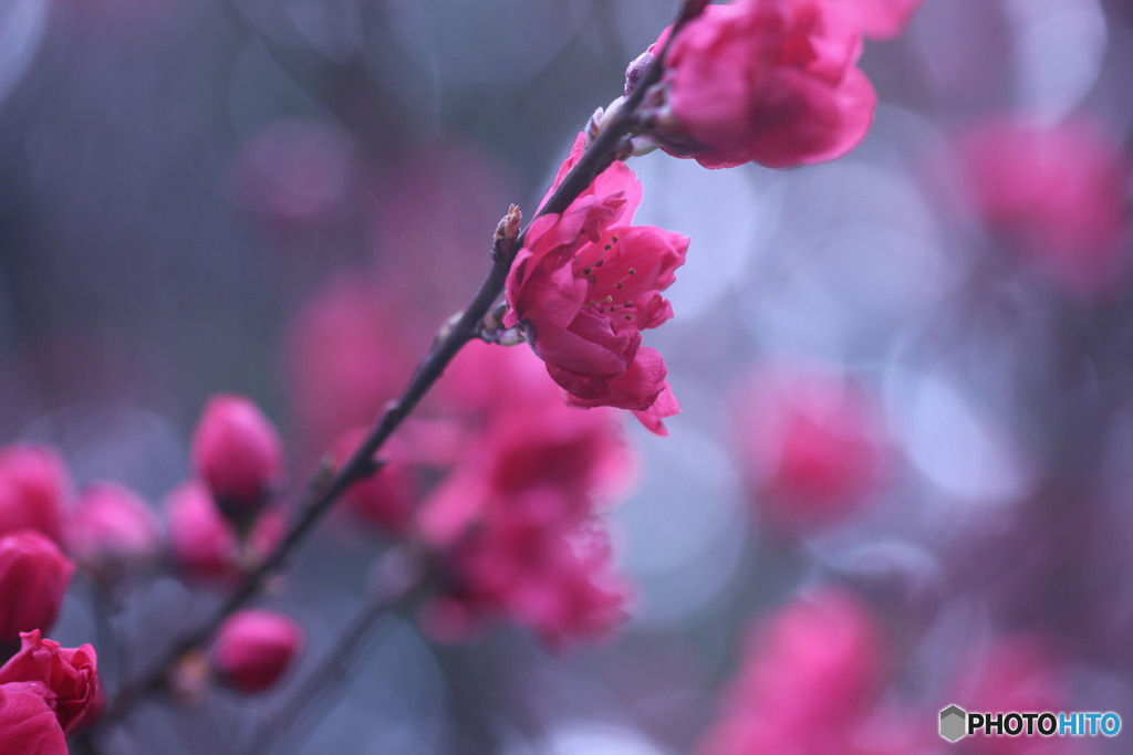 今日の花桃♪　③