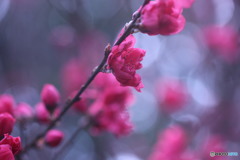 今日の花桃♪　③