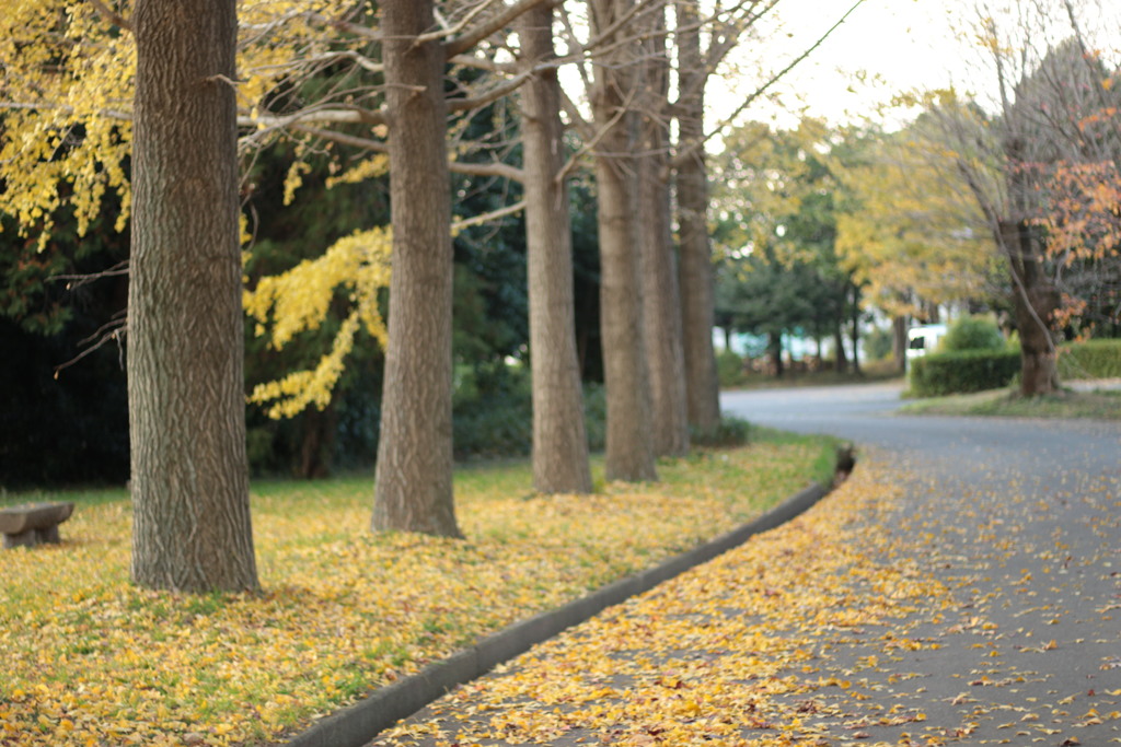 リベンジ紅葉⑧