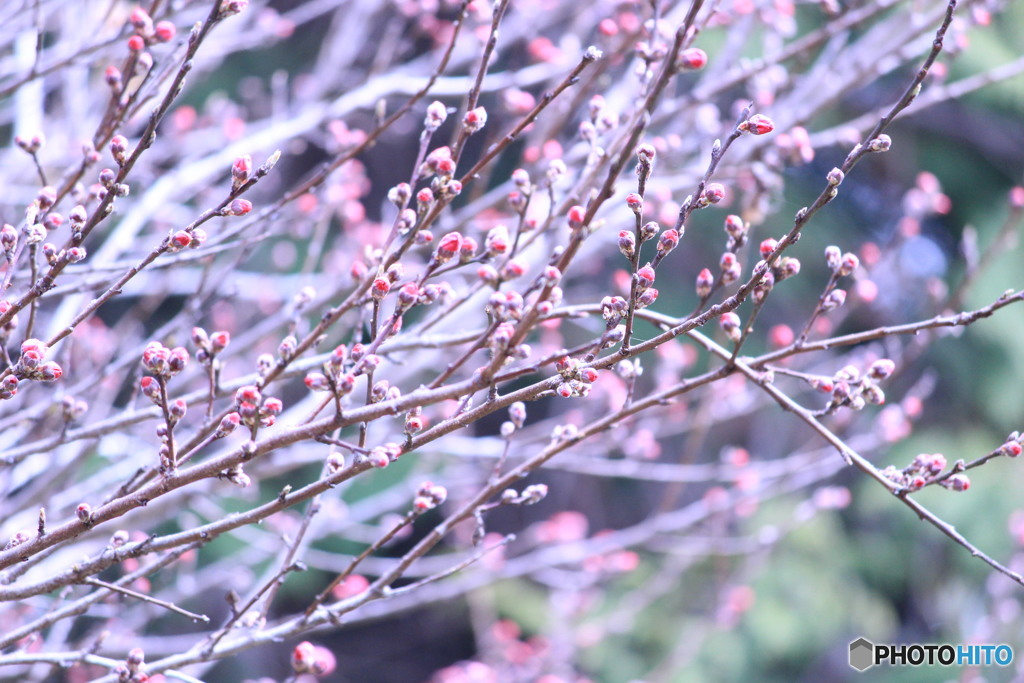 これは花桃