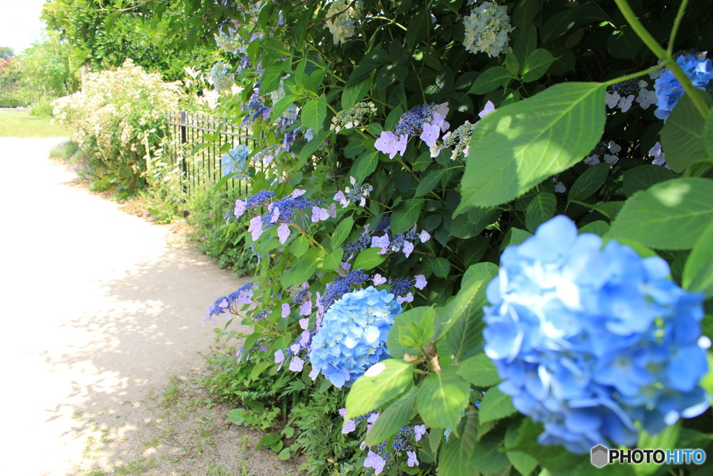 ベルファーム＊紫陽花③