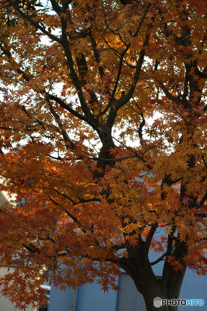 紅葉①