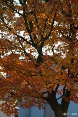 紅葉①