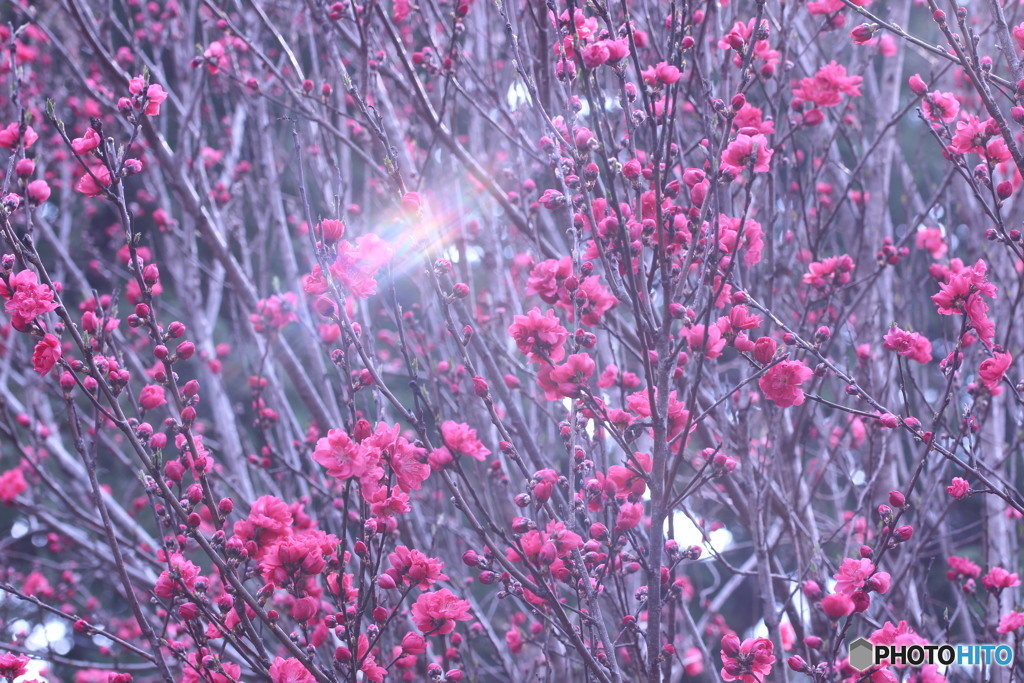 今日の花桃♪　①