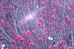 今日の花桃♪　①