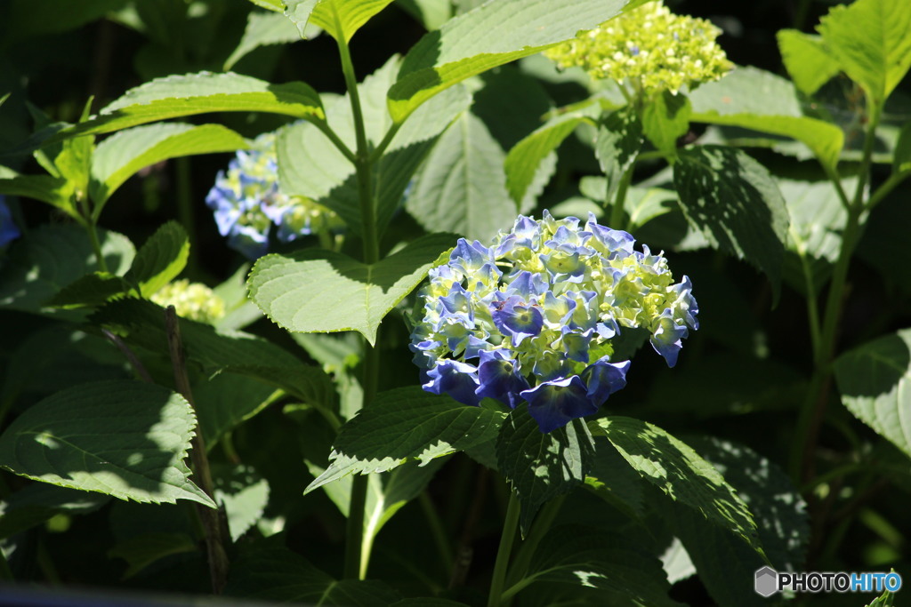 紫陽花の季節