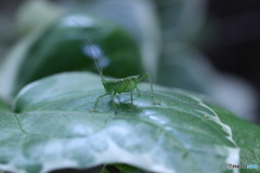 謎の虫