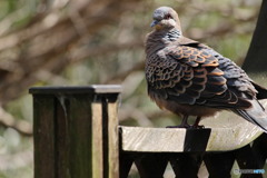 山鳩③