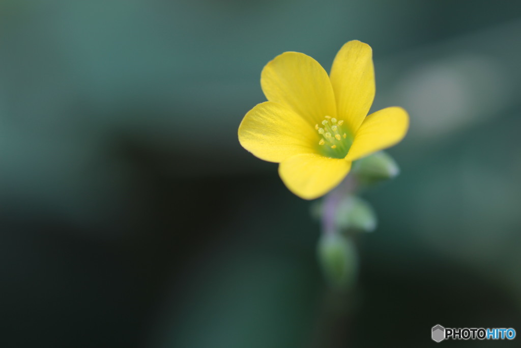 小さい花