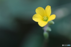 小さい花