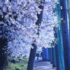 桜 2018 ④