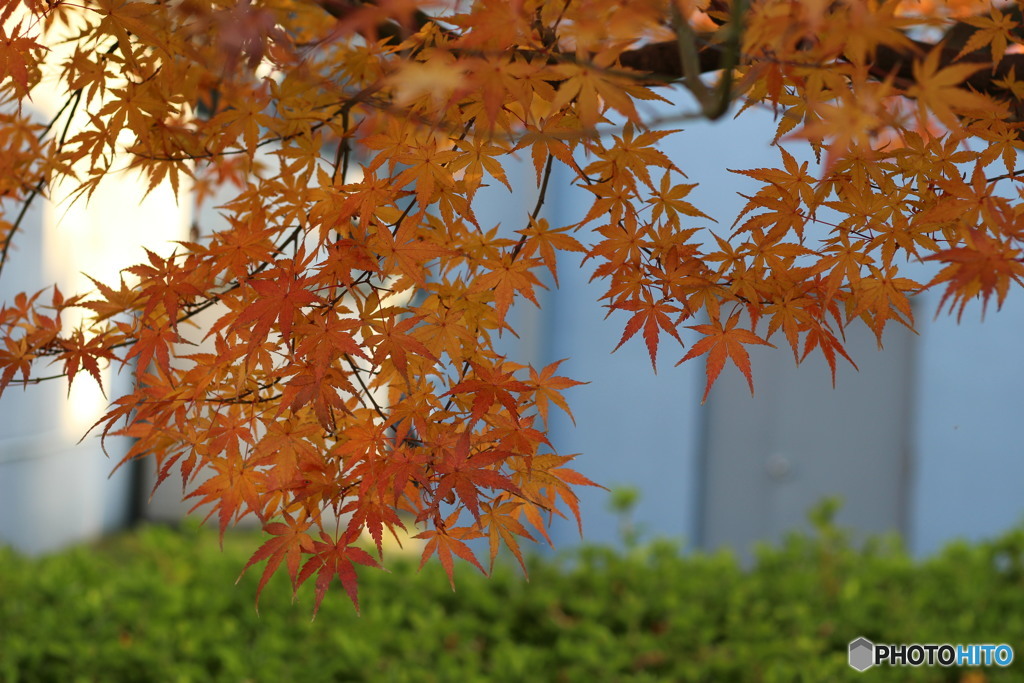 紅葉②
