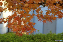紅葉②