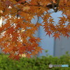 紅葉②