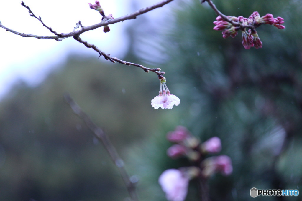 雨と桜・・・②